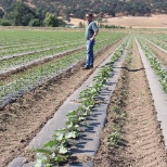 Checking on the young peppers and eggplants. Summer is on its way!