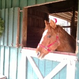 Showing how festive the horses were for the holiday