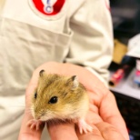 Children's Xmas Party Hamster