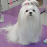 Pixie at Bark Avenue Salon