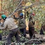 CCC Sacramento Corpsmembers removing hazardous trees on a trail 