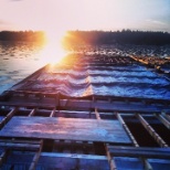 A sunrise at Taylor Shellfish on the float.