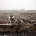 A picture of a Seal laying on one of our floats. Picture captured by my sister, Caitlin Soha.