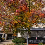 A tree covered with red and yellow leaves  stands at the entrance of the Extension Building