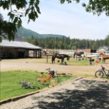 Barn and horses