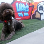 The Director of Happiness enjoying our dog park dedicated to him