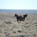 Wyoming Wild Horses