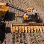 An Oxbo seed corn harvester hard at work.