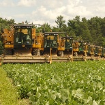 A fleet of Oxbo green bean harvesters and work during harvest
