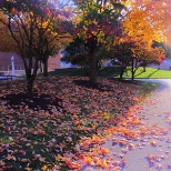 Maple tree at the University of Tennessee