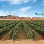 Wonderful Orchards