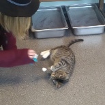 A possible adopter playing with one of the cats.