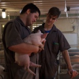 Interns working in a sow farm