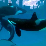 Orcas at play!