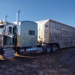 Moving cows