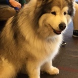 Therapy dogs like Blue help both employees and patients