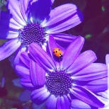 Purple daisy and a baby lady bug! Love the wildlife in the garden center!