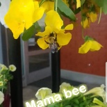 Mama bee pollinating while i water 