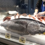 Whole Bluefin Tuna flown directly to Central Market for a Tuna Cutting event.