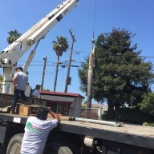 Workers taking down a dying Palm tree