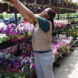 Displaying hanging baskets for Mother's Day 2015