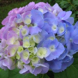 Hydrangea Plant