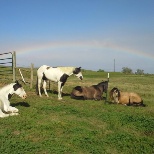 Relaxing horses