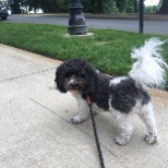 Walking one of my regulars, Tux ❤️