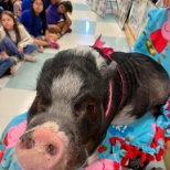 'Kiss a Pig' reading challenge 2022