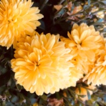 Flowers cared for by residents