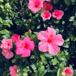 Flowers cared for by the residents