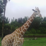 Busch Gardens Serengeti safari
