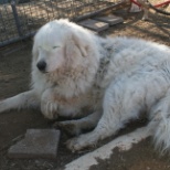 live stock guardian, Tuscany