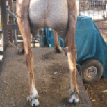 one doe waiting to be milked