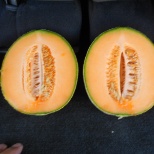 melon trials