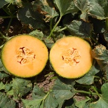 melon trials