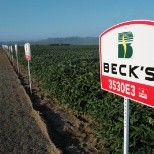 Beck's Field Sign