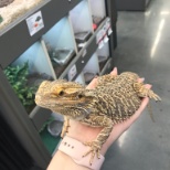 One of my jobs was to interact with the animals, this is a bearded dragon