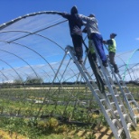 Tunnels with netting