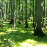 Swamp in summer time