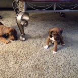 Two of the puppies I have fostered