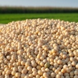 Soy Bean Harvest