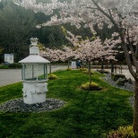 One of my turf areas at Shilshole bay Marina