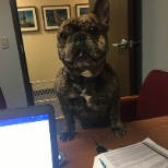 Dog friendly office