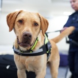 Border Force dog with handler