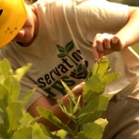 A crew member inspects a milkweed plant for signs of monarchs.