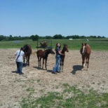 Interacting with mares and foals during evening feeding.