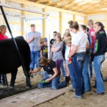 Teaching our Customers Show Cattle Basics
