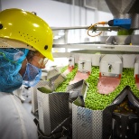 Peas - Packaging Center, Manitowoc, WI