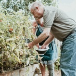 person gardening with tomato plants